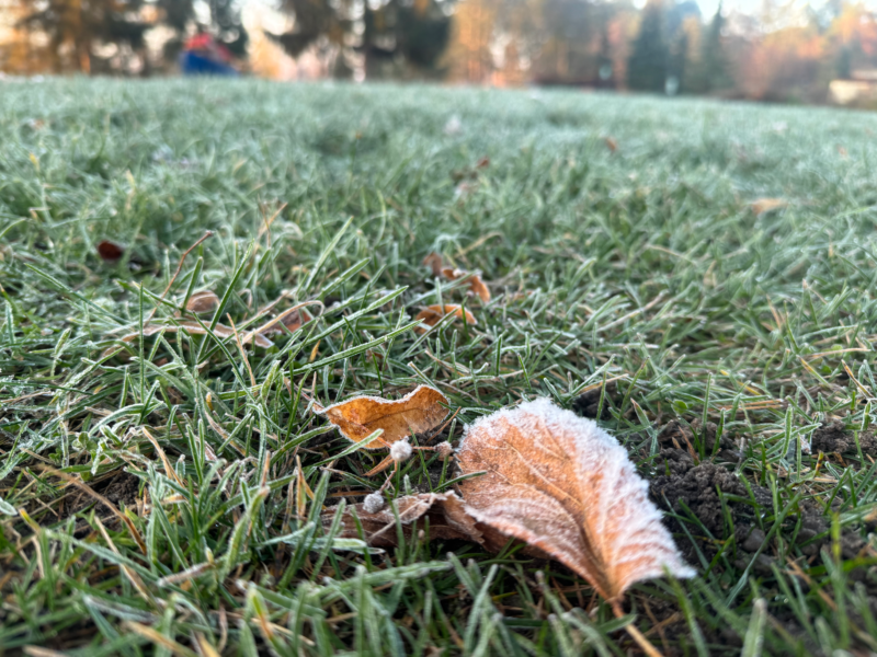 Herbstblatt auf Wiese mit Raureif